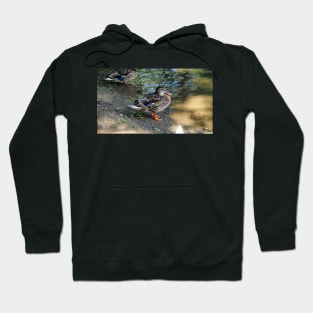 Mallard Duck On The Beach Hoodie